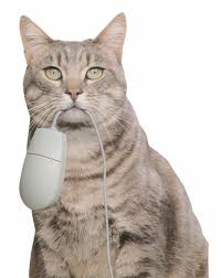 Letha cat